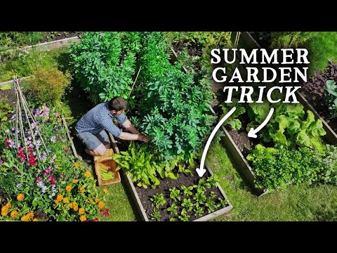 Видео: Простой Трюк с Летней Посадкой Для Получения БОЛЬШИХ Урожаев!