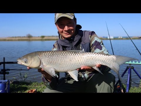 Видео: Рыба амур на фидер тут хороший клёв сазана и карася