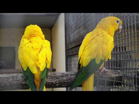 Видео: Парк птиц " Воробьи" Калужская обл/ Bird Park "Sparrows" Russian