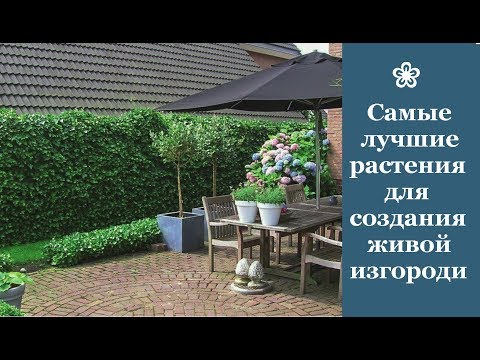 Видео: ❀ Самые лучшие растения для создания живой изгороди: обзор, преимущества и недостатки