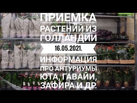 Видео: Цветы Вместе - Приемка растений из Голландии 16.05.21, инфо про Антуриумы Юта, Гавайи, Зафира и др.