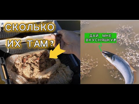 Видео: Запустил ОПАРЫШНИЦУ !!!  Очень хороший результат $$$  Чем накормить рыбу?  #корма #рыба  #белок