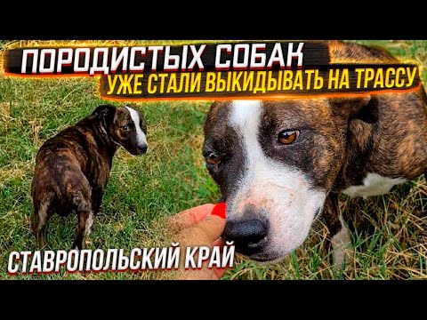 Видео: Как она напугана🥺 Не понимает за что с ней так. Очередная хвостатая находка на трассе🤦‍♀️