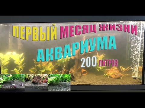 Видео: Первый месяц жизни аквариума 200 литров