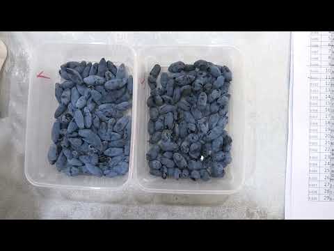 Видео: 1 серия ЖИМОЛОСТЬ замер сахара в разных сортах