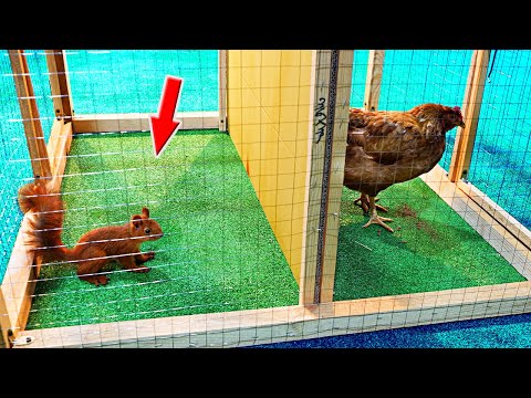 Видео: Что если БЕЛКА и КУРИЦА ОКАЖУТСЯ в ОДНОЙ КЛЕТКЕ?