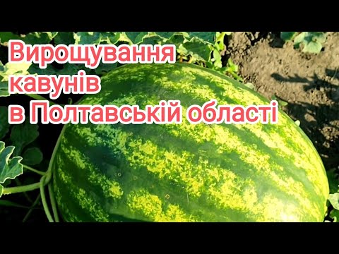 Видео: Кавуни 2023р. Мої улюблені гібриди 🍉