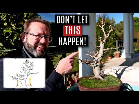 Видео: Основные советы по обрезке деревьев бонсай зимой