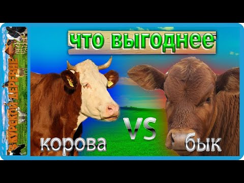 Видео: бык или корова? кого выгоднее держать, заработок в деревне