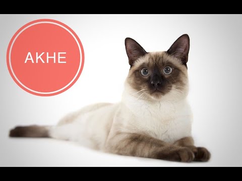 Видео: Акне у собак и кошек