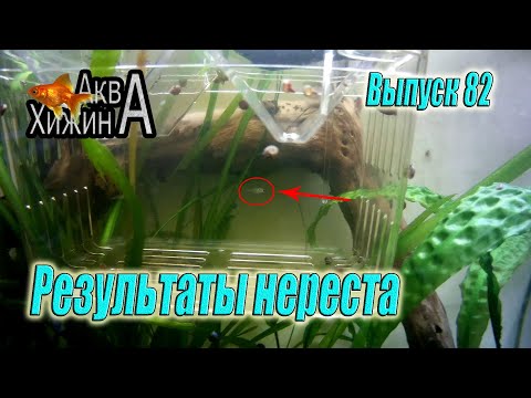 Видео: Икра данио. Мальки гуппи (Аква Хижина, выпуск 82)