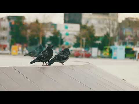 Видео: “Хотын тагтаа”