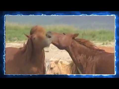 Видео: Эрдэнэбат   Аавын нутаг