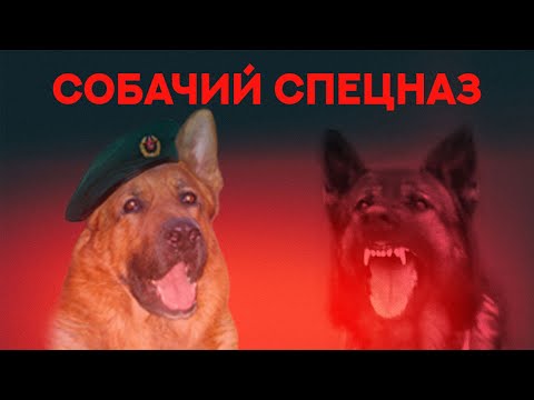 Видео: Собачий спецназ. Dog Special Forces.