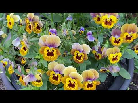 Видео: Что получилось из семян 2022