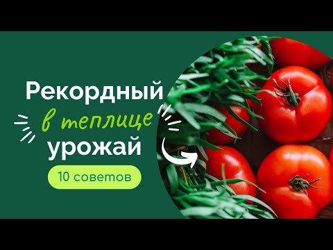 Видео: 10 секретов рекордного урожая в теплице