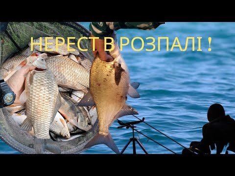 Видео: Нерест риби в розпалі | Тяжкі умови, але з уловом! Риболовля на Сулі #flagman #feederua