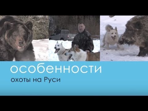 Видео: Натаска лаек на Медведя и Кабана - Беляков Хантинг