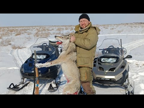Видео: Охота на волка в Казахстане 2025. Последний танец зимы! #wolf#wolves#snow#hunting #волк#wolf#shorts