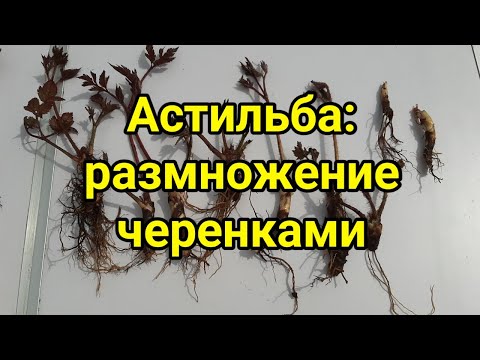 Видео: Астильба размножение черенками