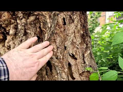 Видео: 15. 06. 2025г.  как мы живём в Зарафшане #ностальгия #городдетства #воспоминания