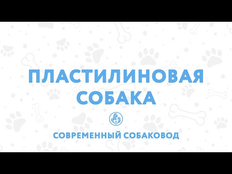 Видео: Пластилиновая собака🦮 С чего начать воспитание собаки? ВАЖНОЕ ПРАВИЛО дрессировки❗️