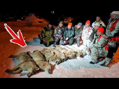 Видео: ТАКОЙ ОХОТЫ НА ВОЛКОВ Я НЕ ОЖИДАЛ! ХИЩНИК ПРЁТ НА ФЛАЖКИ!