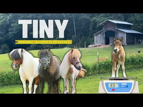 Видео: Насколько они маленькие? Измерение и взвешивание наших мини-лошадок и ослика