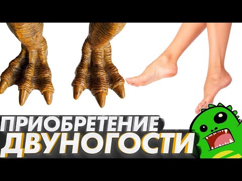 Видео: Эволюция двуногости: человек и динозавры feat Александр Соколов [ПОДКАСТ]