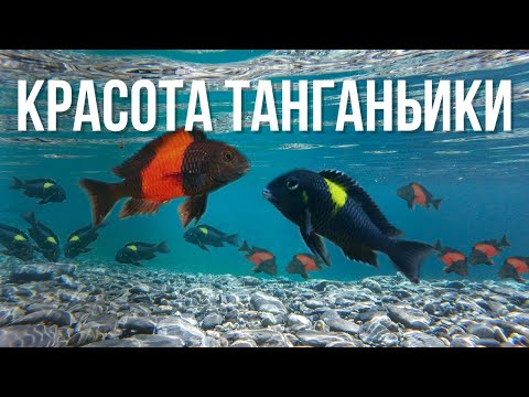 Видео: Tanganyika: Secrets of an Ancient Lake / Танганьика: Тайны древнего озера