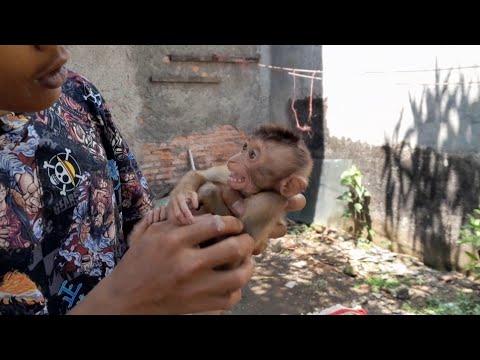 Видео: ДЖЕННИ СТАНОВИТСЯ ДРУЖЕЛЮБНОЙ!!! УКРОМКА СВИРЕПОЙ ОБЕЗЬЯНЫ