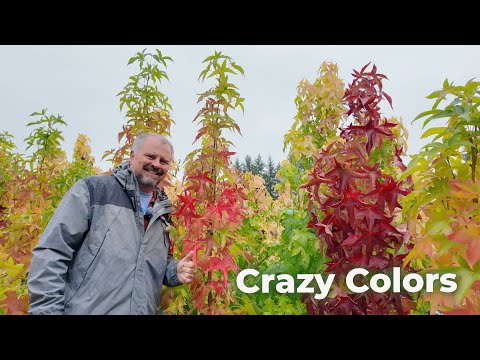 Видео: Образцы деревьев, которые затмевают всех