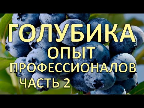Видео: Голубика Опыт выращивания от профессионалов / часть 2
