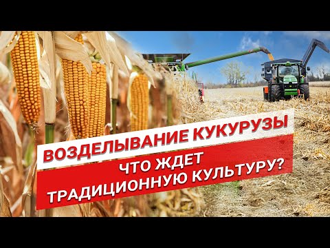 Видео: Перспективы выращивания кукурузы? | Кукуруза на силос и на зерно | Семена кукурузы