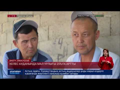 Видео: Келес ауданында мал ұрлығы 25%-ға артты