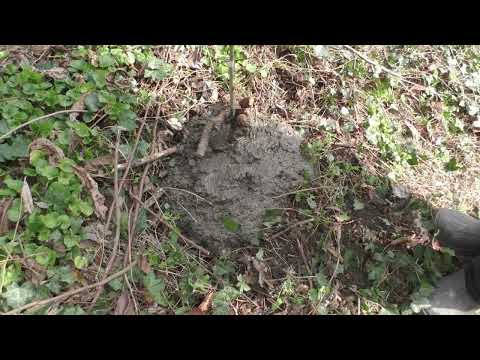 Видео: Азимина. Посадка саженца .24