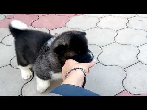 Видео: Щенки американской акиты на первой прогулке.