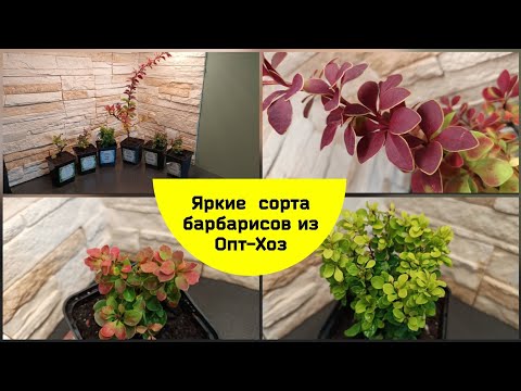 Видео: Яркие барбарисы из Опт-Хоз.