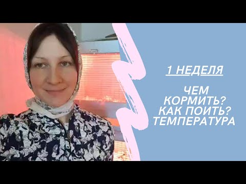 Видео: Перепела в возрасте 7 дней