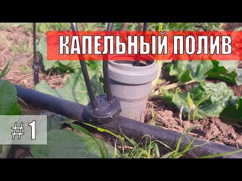 Видео: Капельный полив винограда