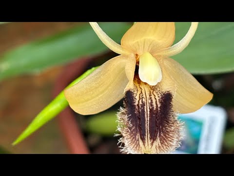 Видео: Теплиця Les Orchidées de la Belle Etoile🪴#орхідеїкраса #орхідеїдогляд #orchidflowers #орхідеї #