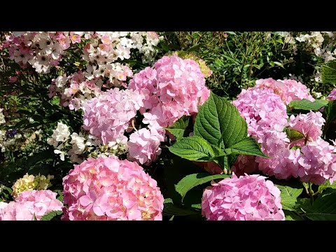 Видео: Крупнолистные гортензии в  саду 🌺🌺🌺