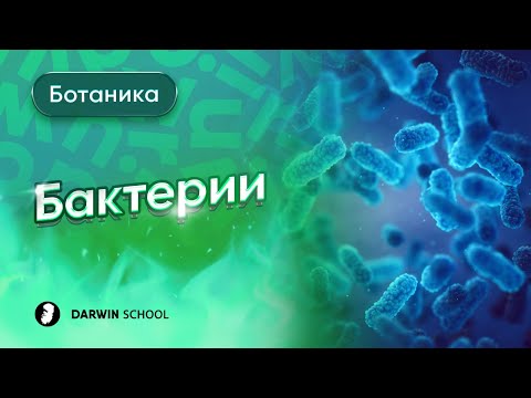 Видео: Тема №10: бактерии