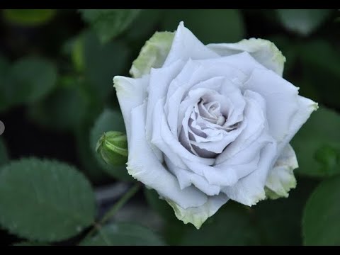 Видео: Blue Heaven-   Роза Дзунко Кавамото.  Легендарная роза, вошедшая в историю страны