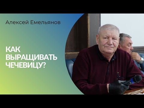 Видео: Как выращивать чечевицу?