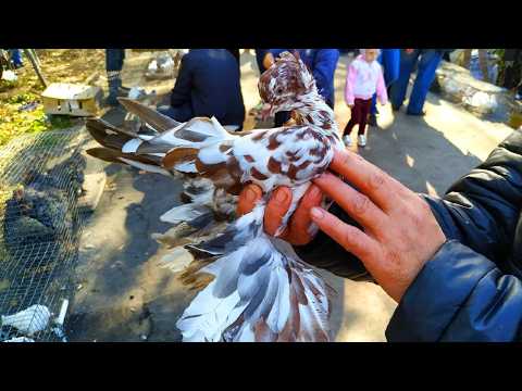 Видео: Я НЕ ОШИБСЯ, КОГДА ВЫБРАЛ ЭТУ ПОРОДУ ГОЛУБЕЙ 🔥