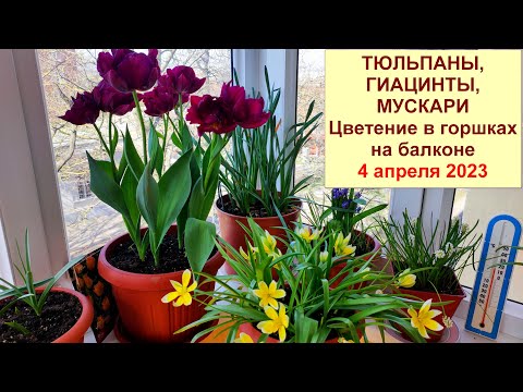 Видео: Тюльпаны, мускари, гиацинты. Цветение первоцветов в горшках на балконе. Удобрение. 4 апреля 2023