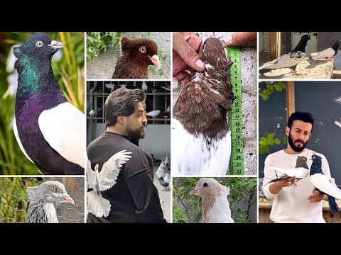 Видео: На любой вкус и цвет! 🤩 Игровые голуби Ирана | TOP Iranian pigeons ⭐️ برای هر سلیقه و رنگی