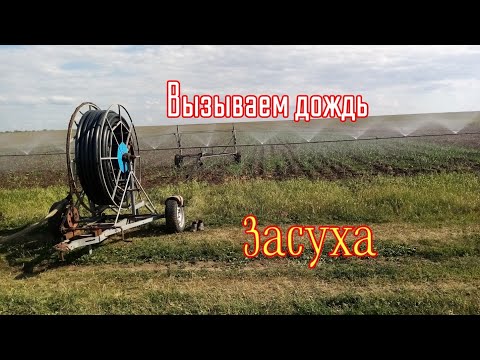 Видео: Чеснок требует влагу. Полив поля с чесноком🚿.