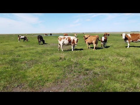 Видео: Ауыл тынысы.Өрістегі малдарға бару.